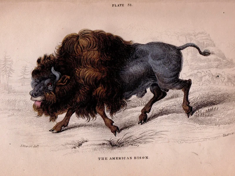 1789-James Hope Stewart - Il bisonte americano